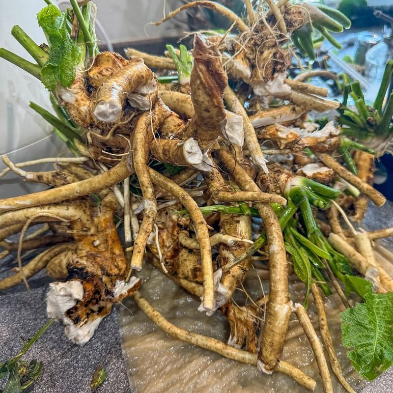 Horseradish