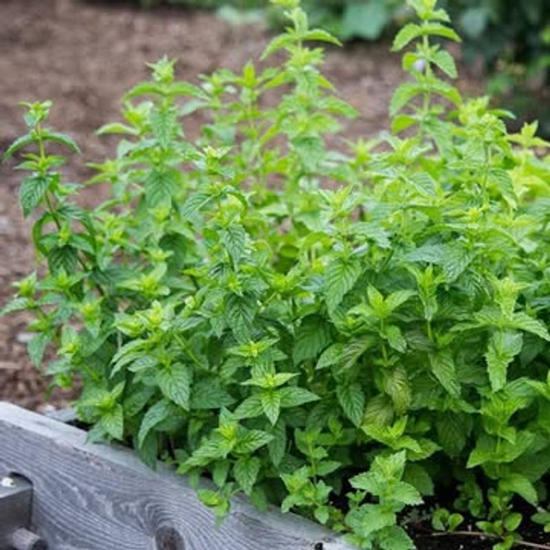 Mint + Most Other Herbs