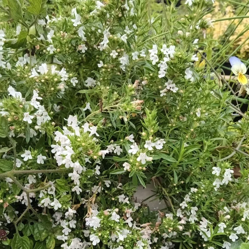 Winter Savory