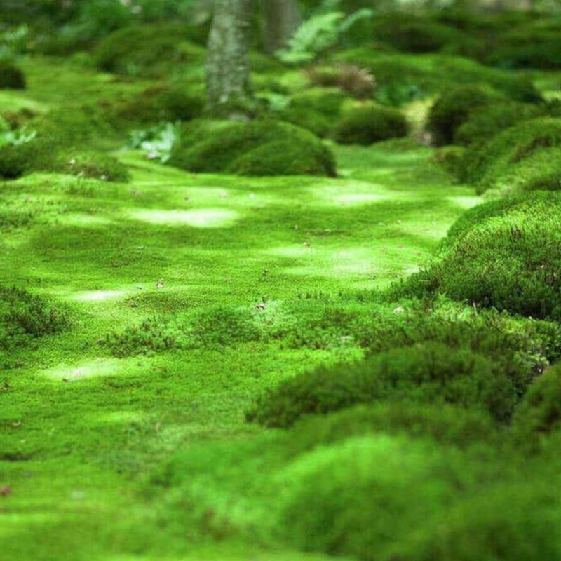 Moss (Hypnum Spp., Leucobryum Spp.)