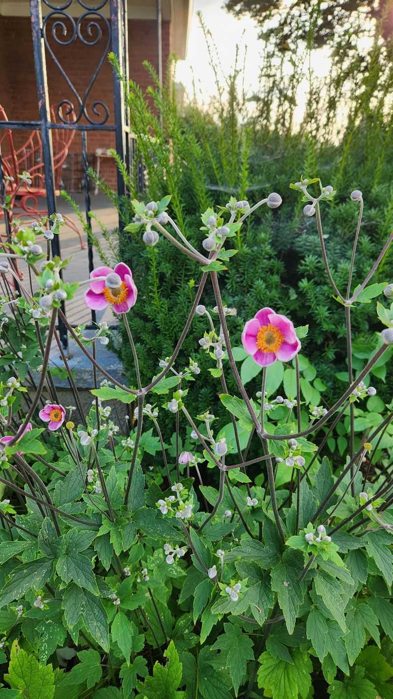 Japanese Anemone (Anemone hupehensis)