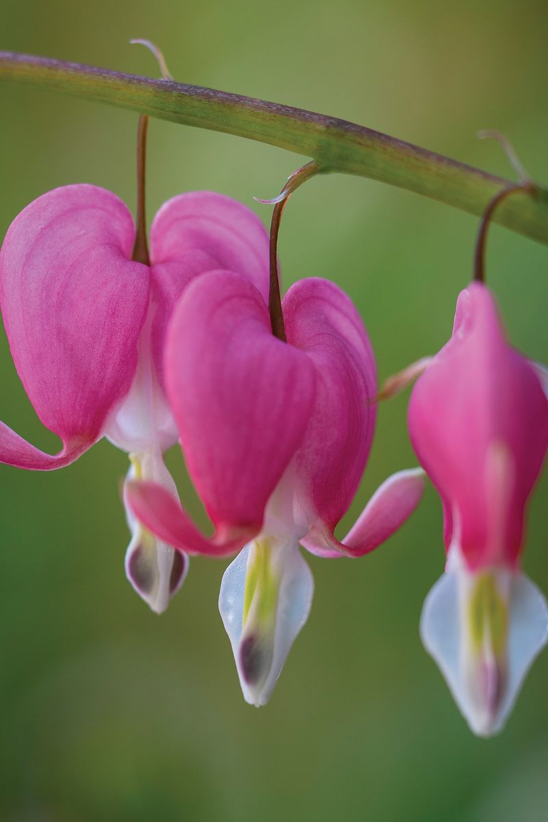 Bleeding Heart