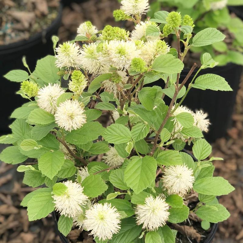 Fothergilla