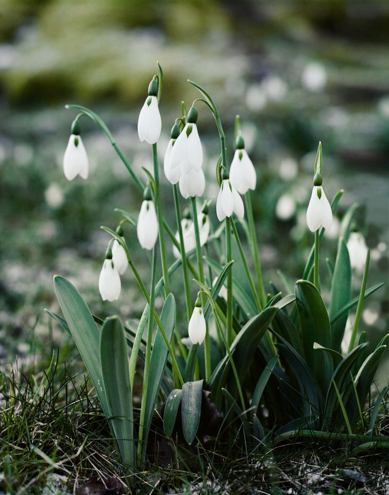 Snowdrops