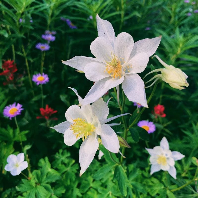 Columbines