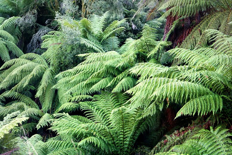 Tree Ferns (Cyatheales)