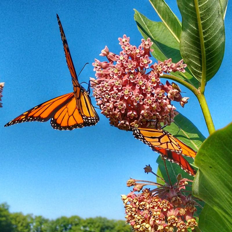 Encourage Pollinators