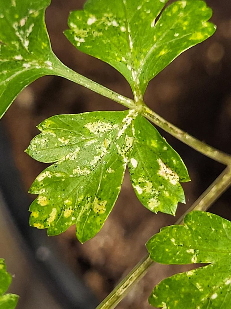 Remove Yellowing Leaves