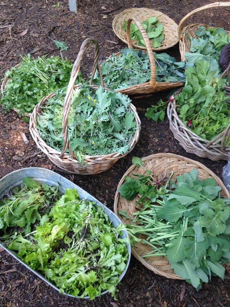 Harvest herbs regularly to encourage growth