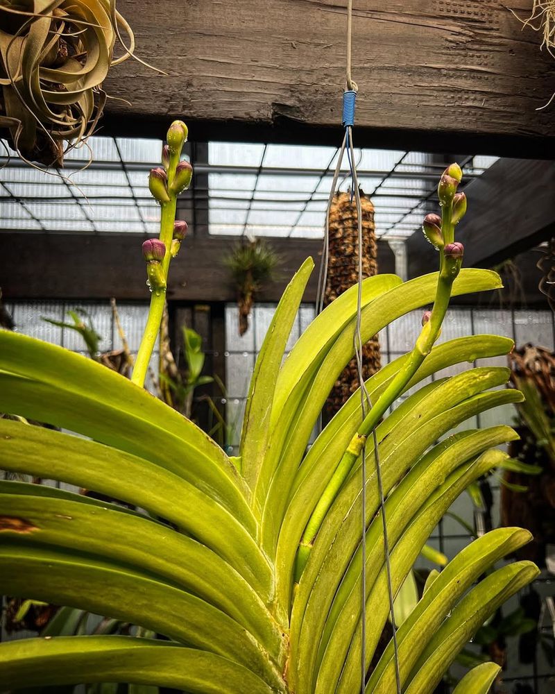 What Happens After The Blooms Fade?