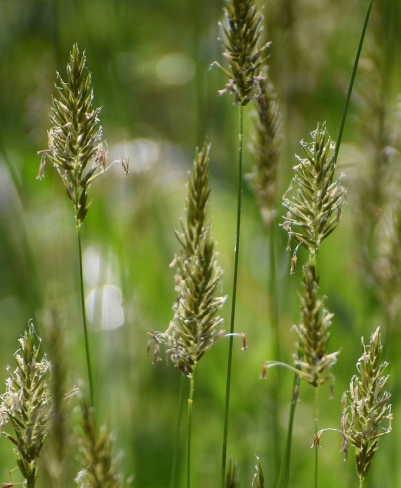 Sweet Vernal Grass