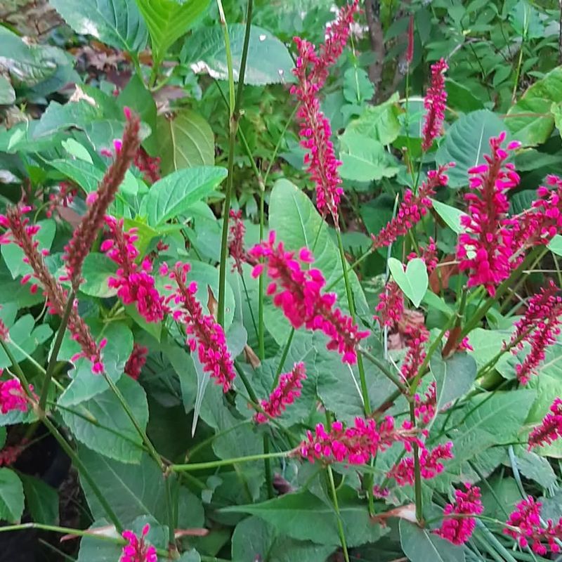 Persicaria Amplexicaulis