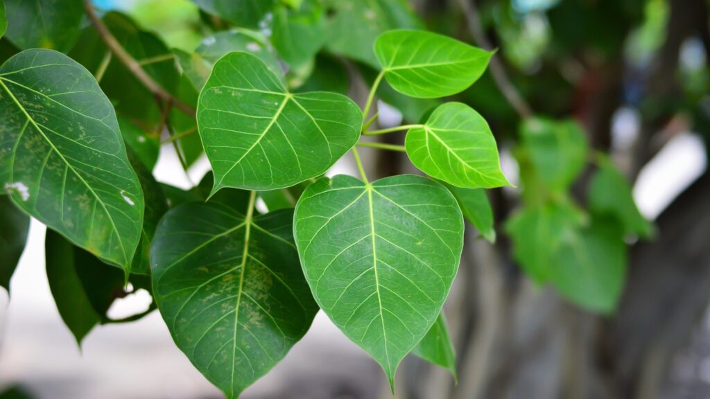 ficus tree foliage