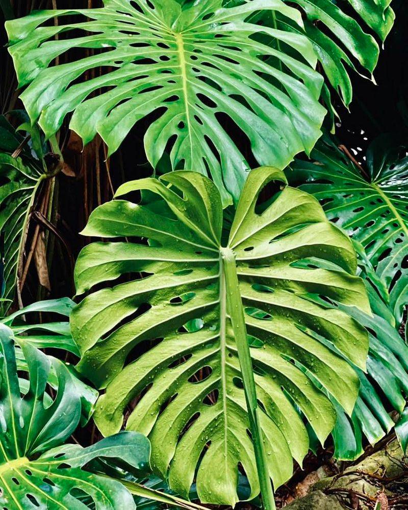 Monstera Deliciosa