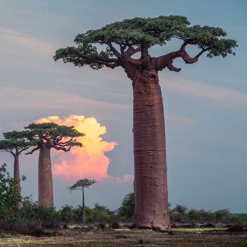 Baobab Tree