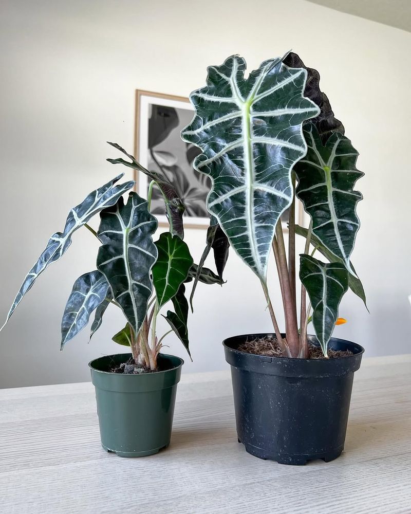 Alocasia Polly