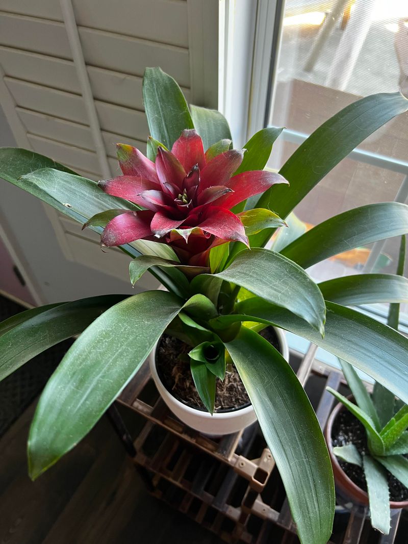 Bromeliad