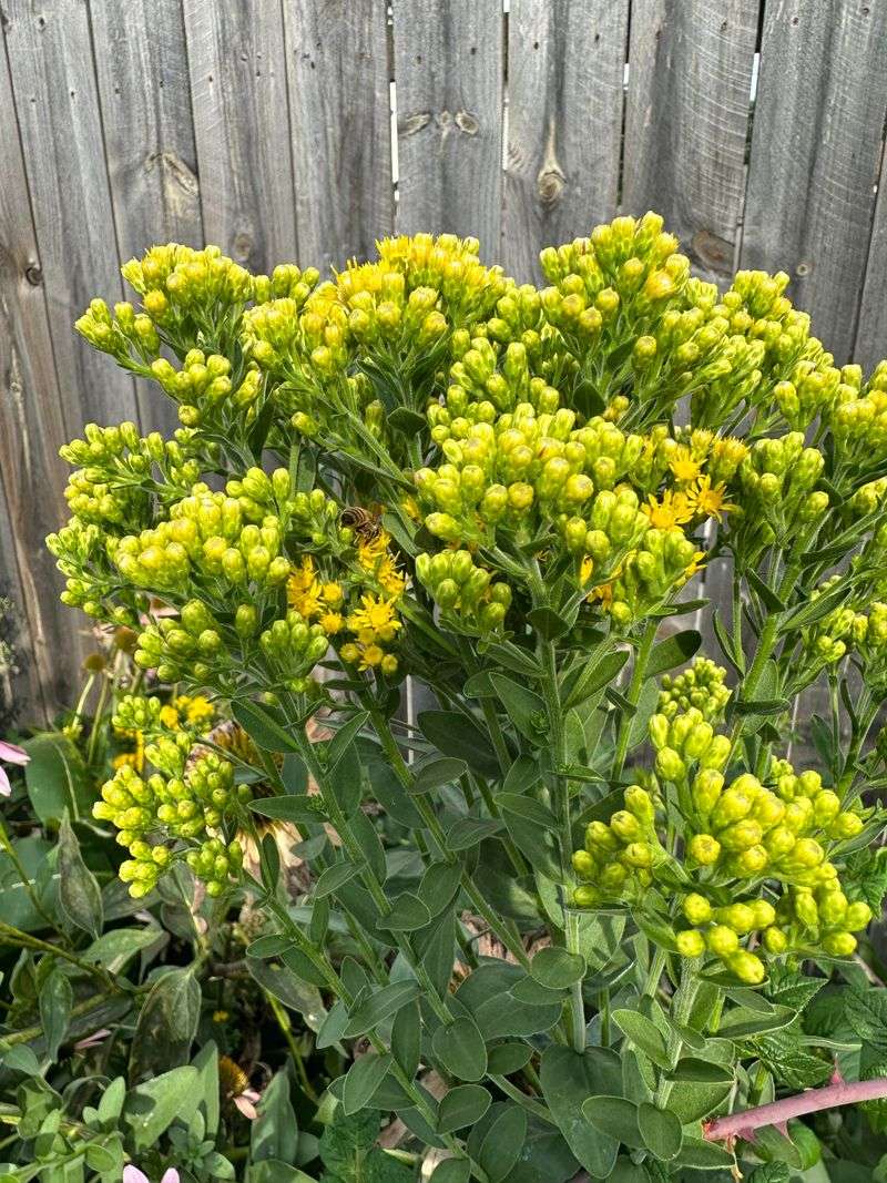 Horseweed