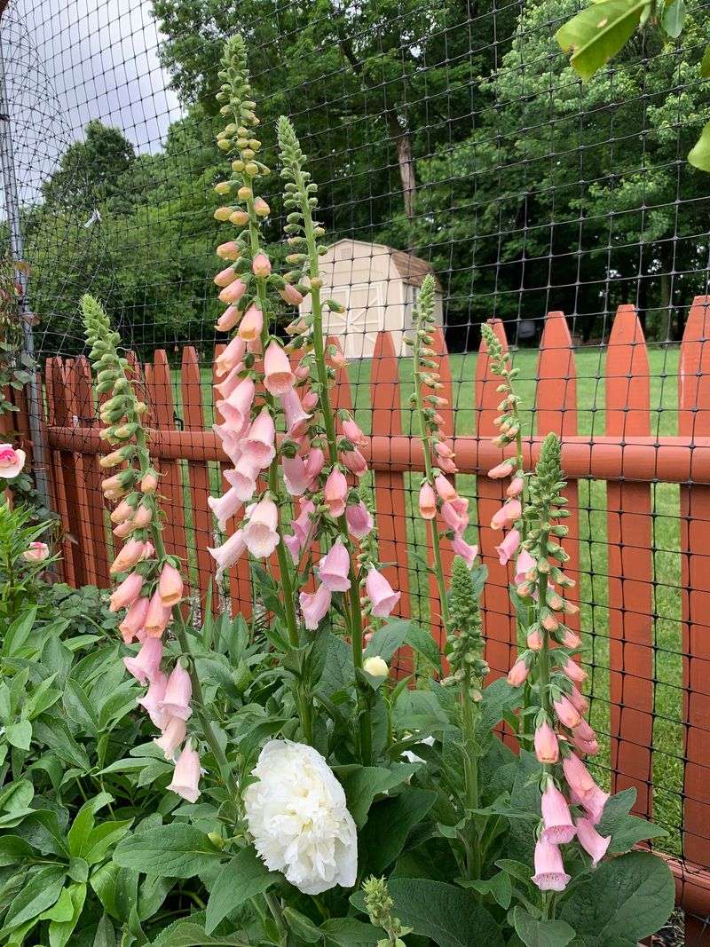 Apricot Foxglove