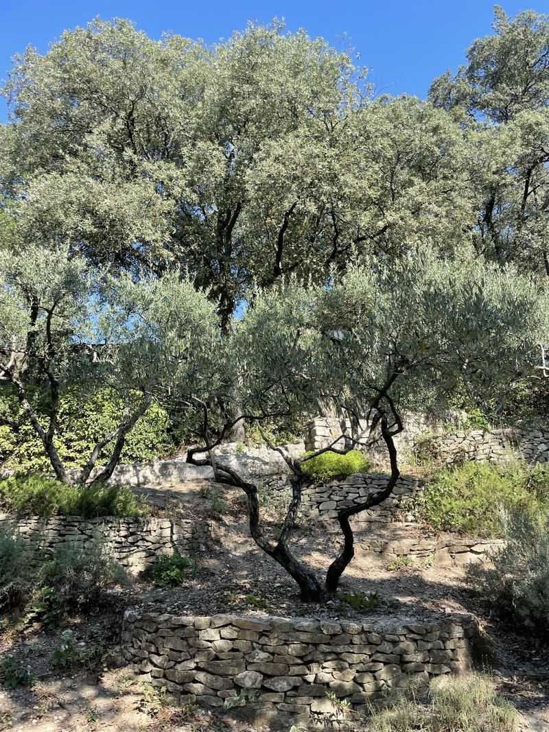 Olive Tree