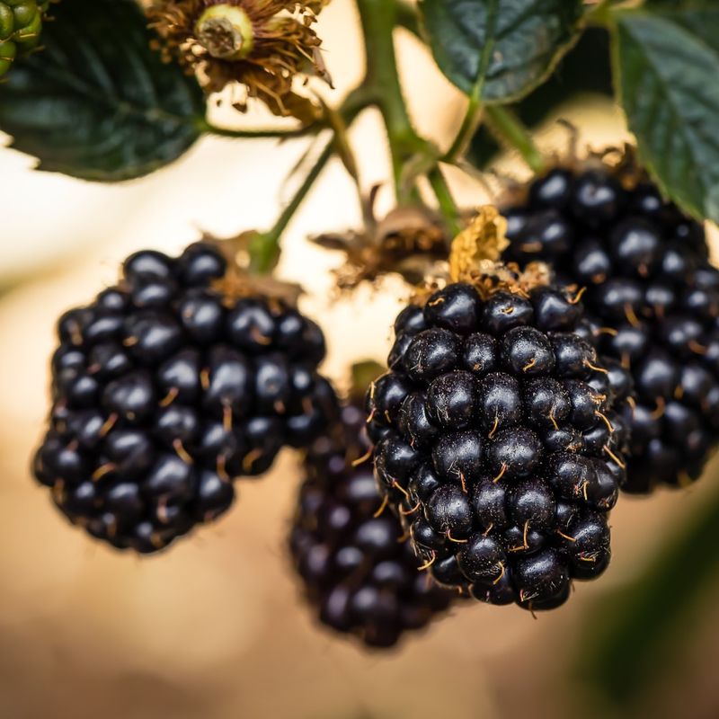 Blackberries