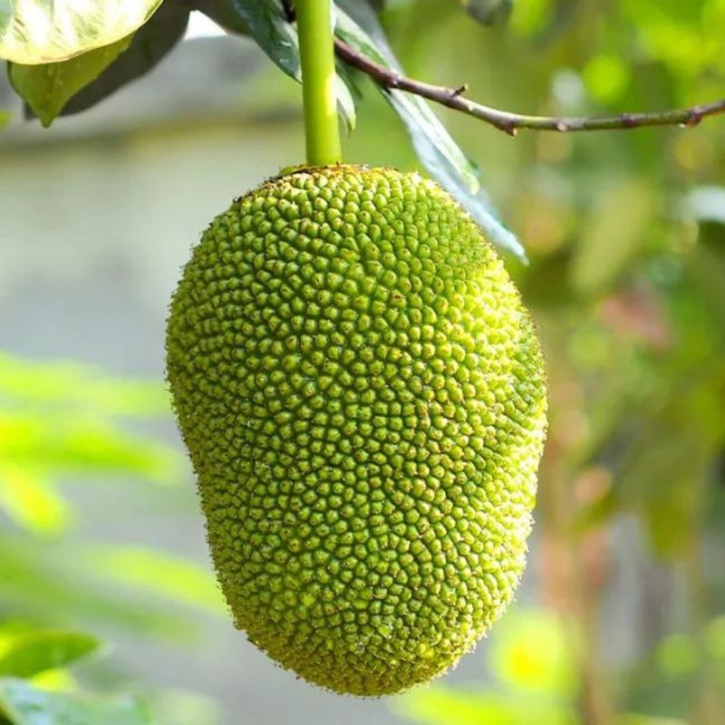 Jackfruit