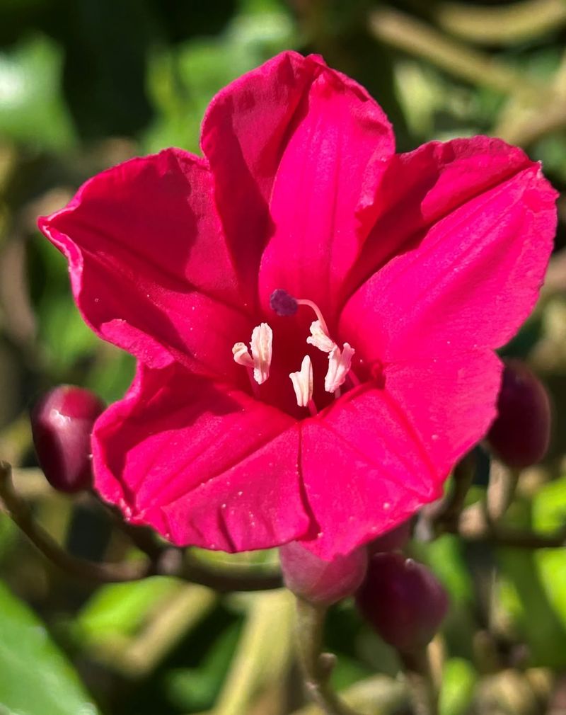 Red Morning Glory