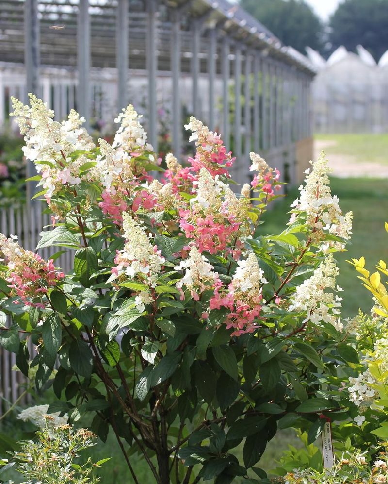 Pinky Winky Hydrangea