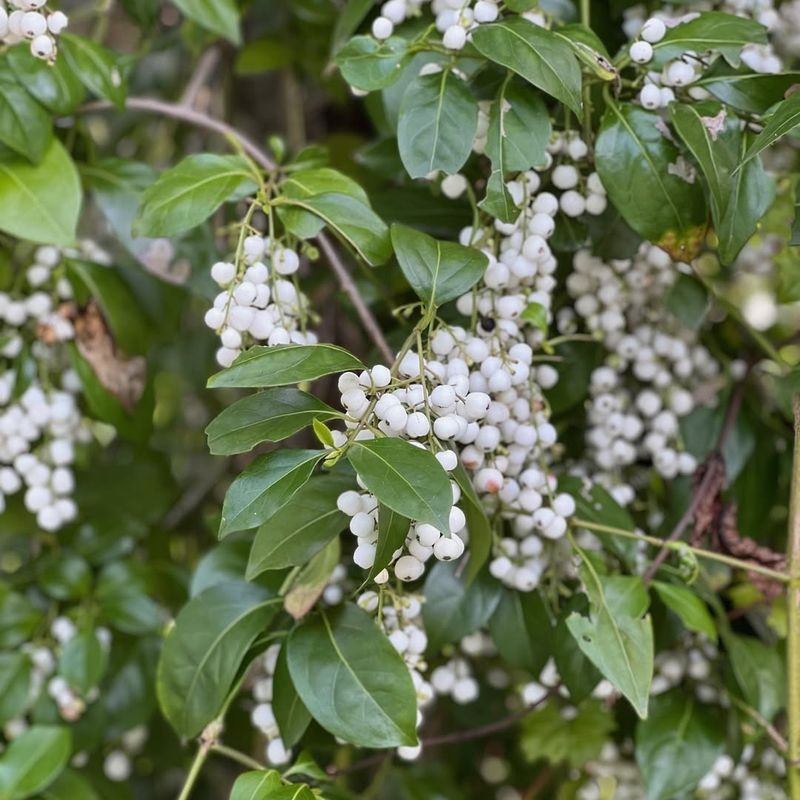 Snowberry