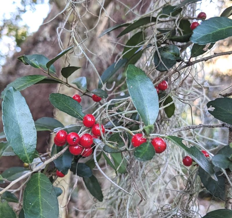 Yaupon Holly (Ilex vomitoria)