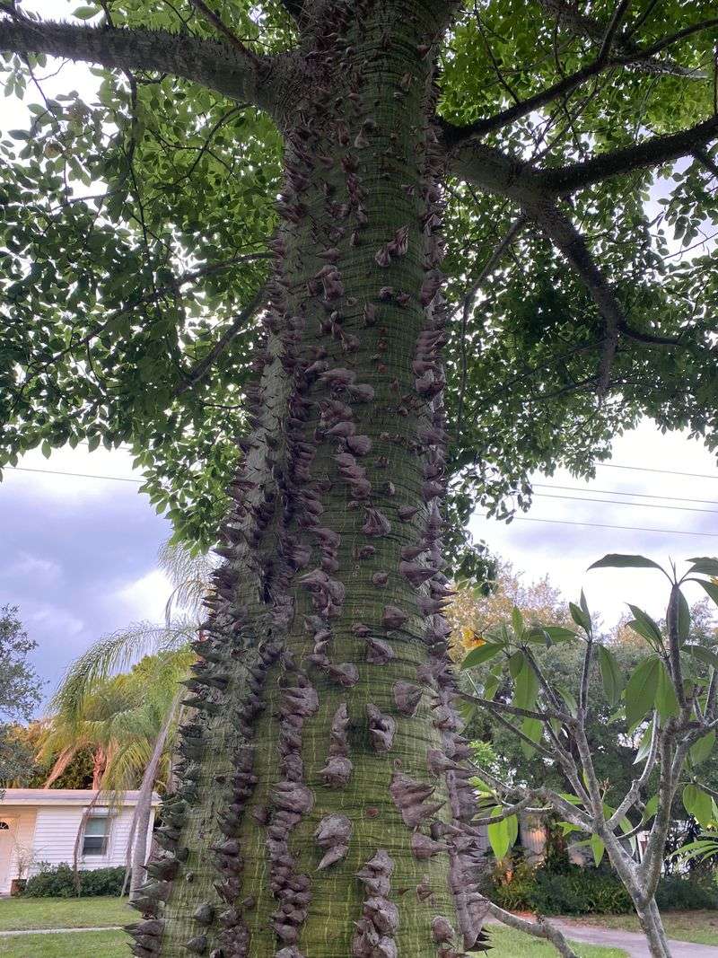 Silk Floss Tree