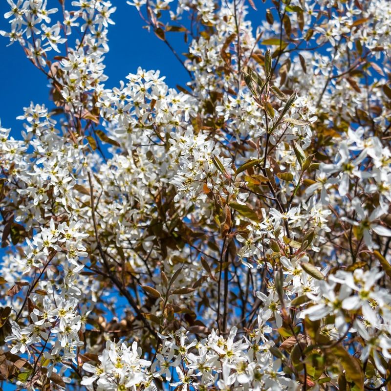 Serviceberry Tree