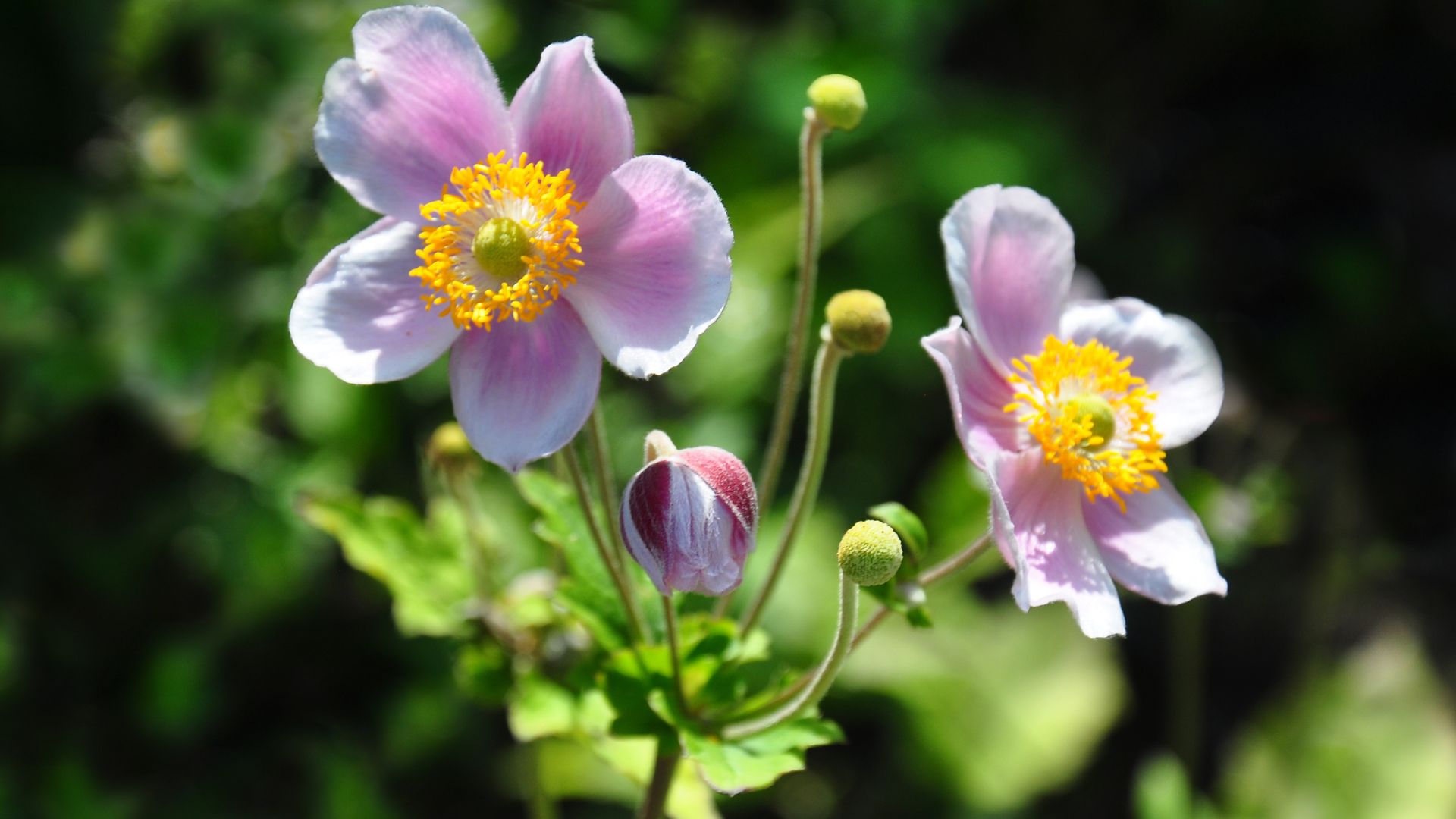 Japanese anemone (Anemone hupehensis)