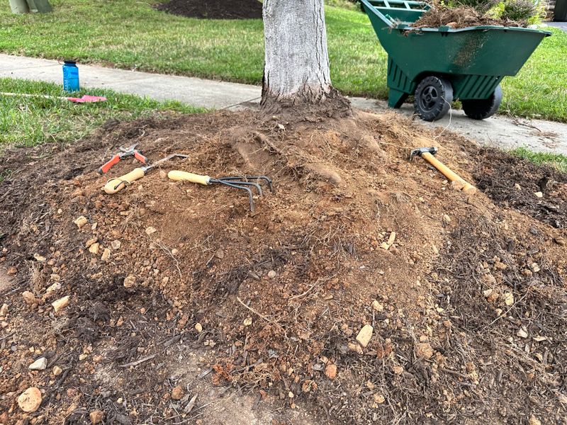 Remove Old Mulch If It Becomes Too Thick