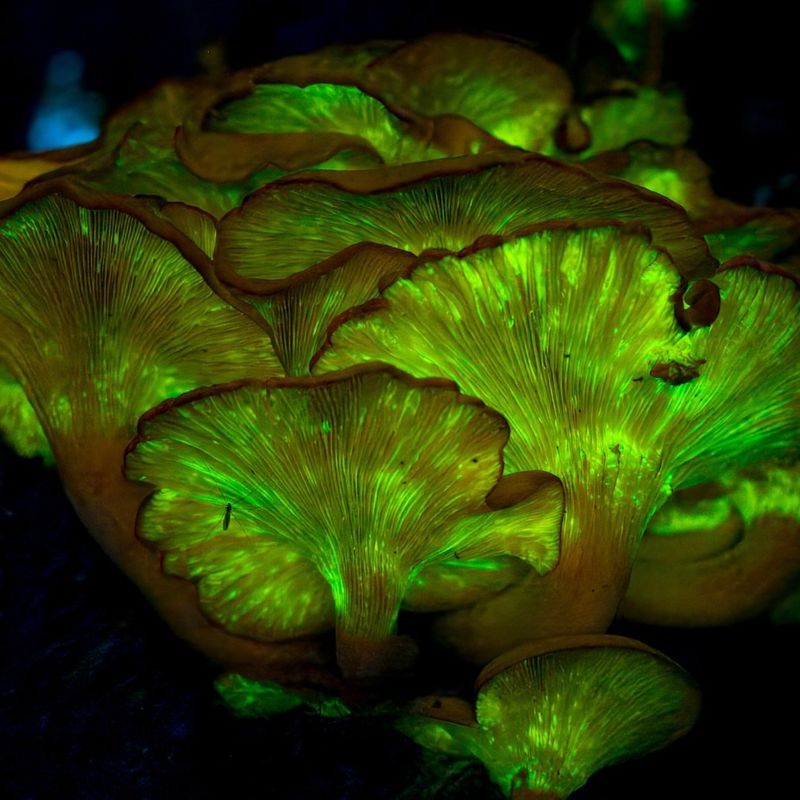 Jack-O’-Lantern Mushroom