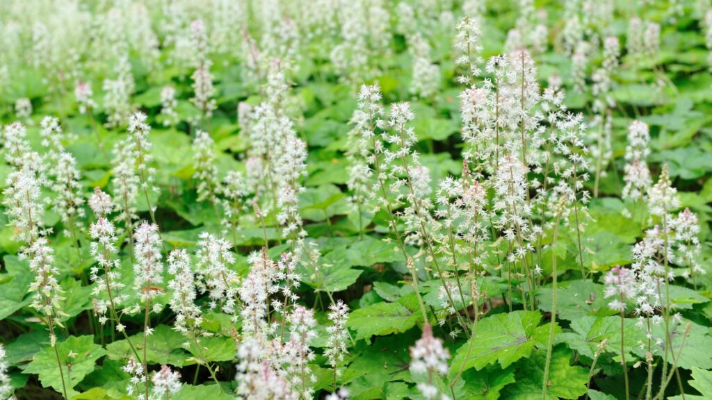 foamflower