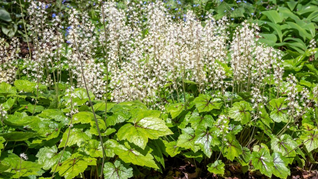 foamflower