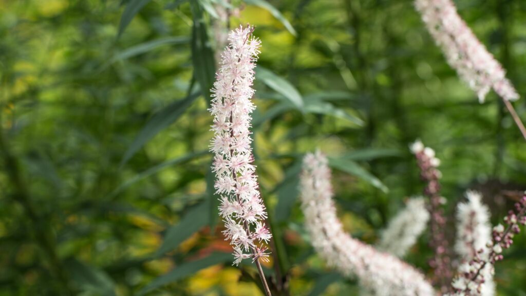 Foamflower