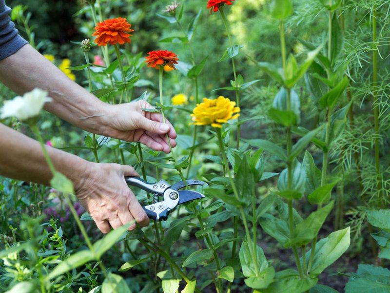 Harvest Flowers Early in the Morning