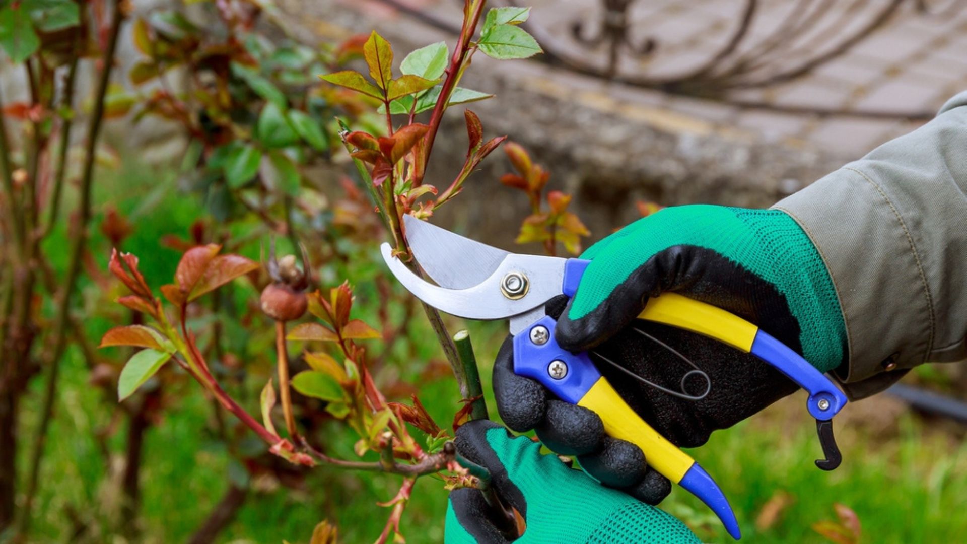 pruning rose