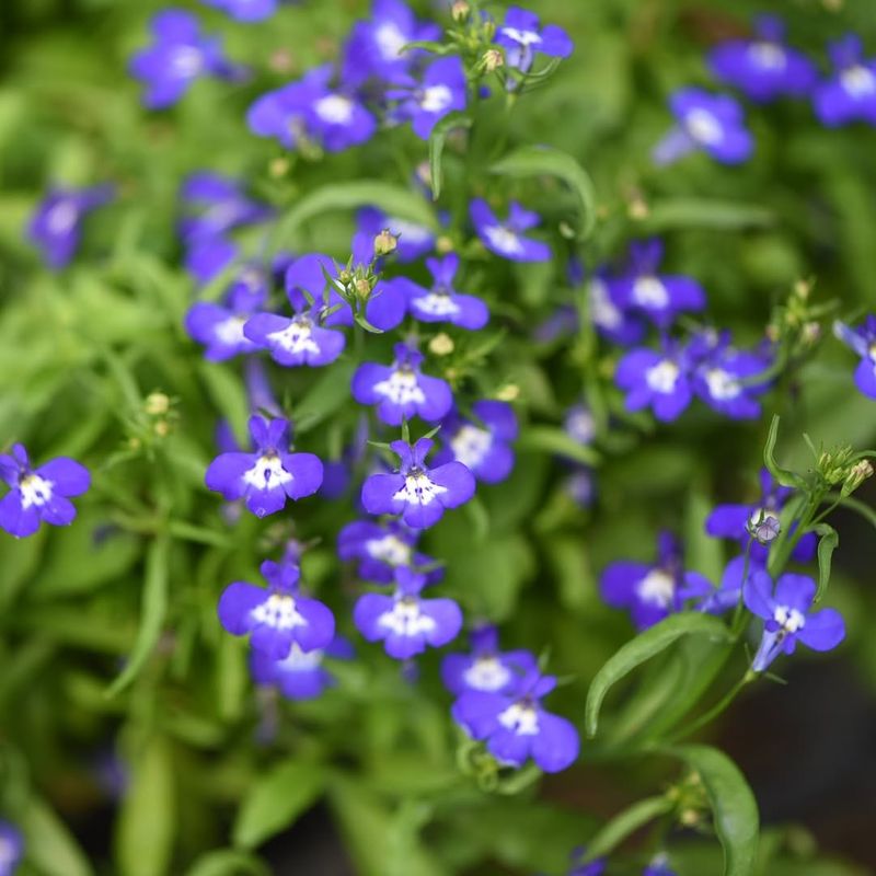 Lobelia