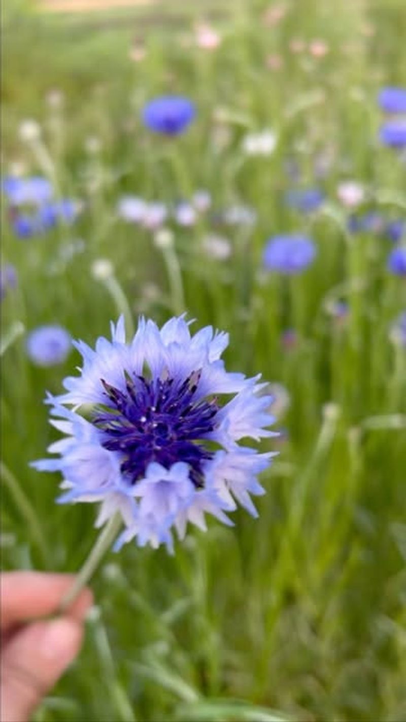 Cornflower (Bachelor's Button)