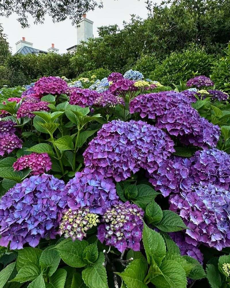 Hydrangeas