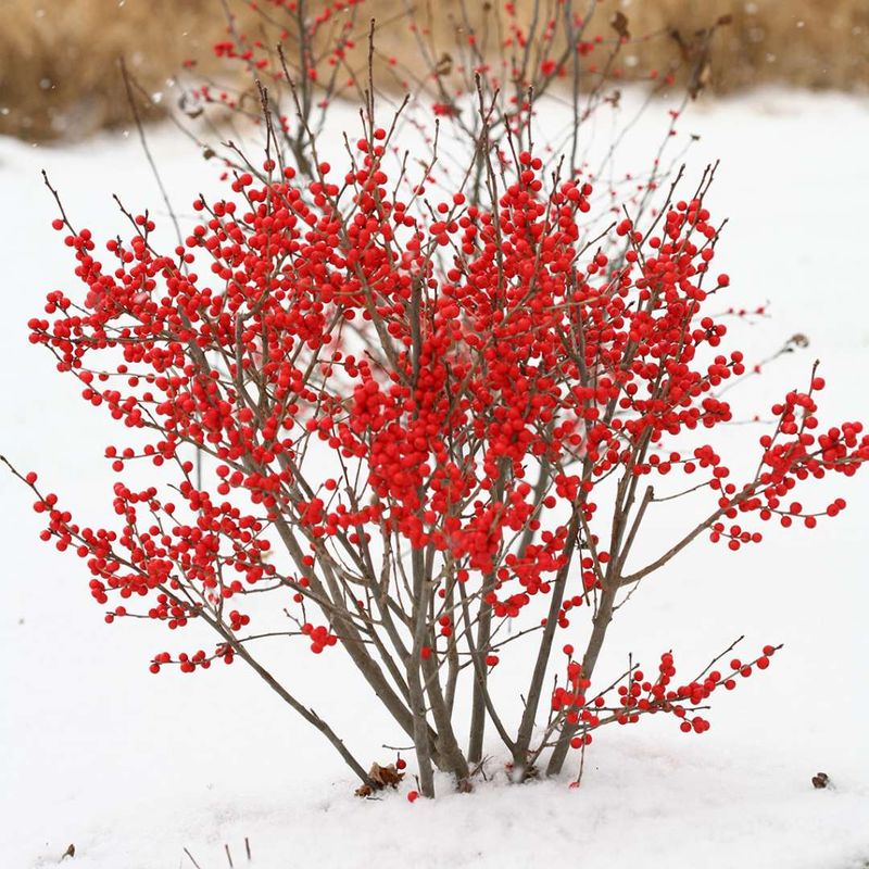 Winterberry Holly (Ilex verticillata)