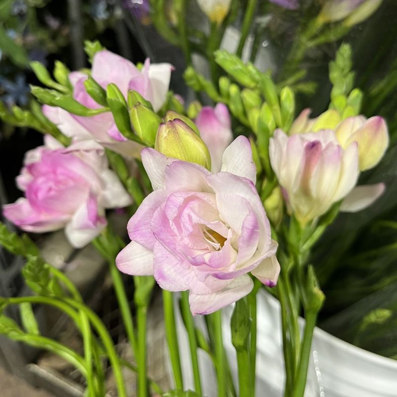 Freesia