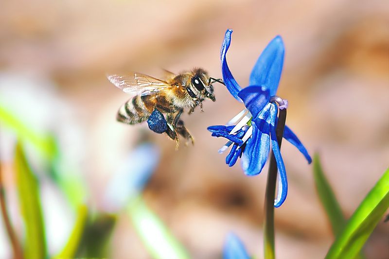 Mason Bees are Low-Maintenance Pollinators