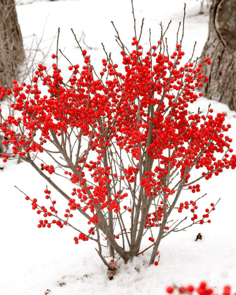 Winterberry