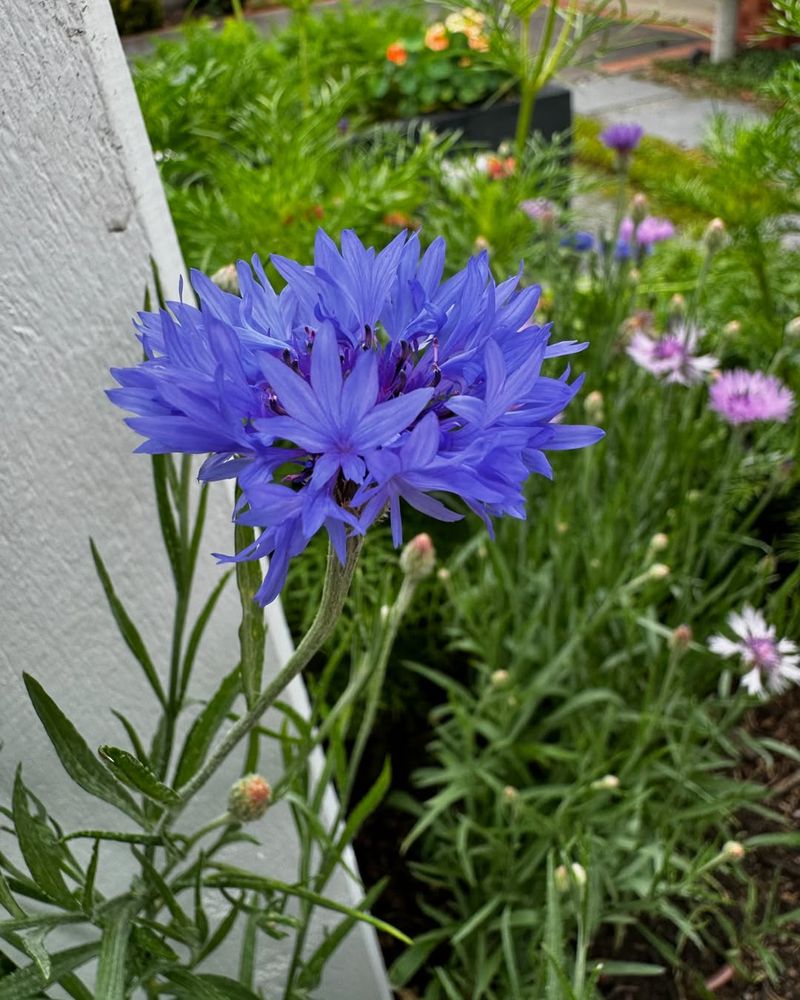 Cornflower