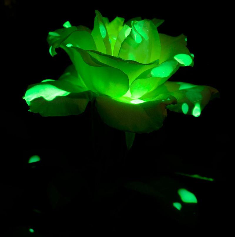 Glow-In-The-Dark Roses