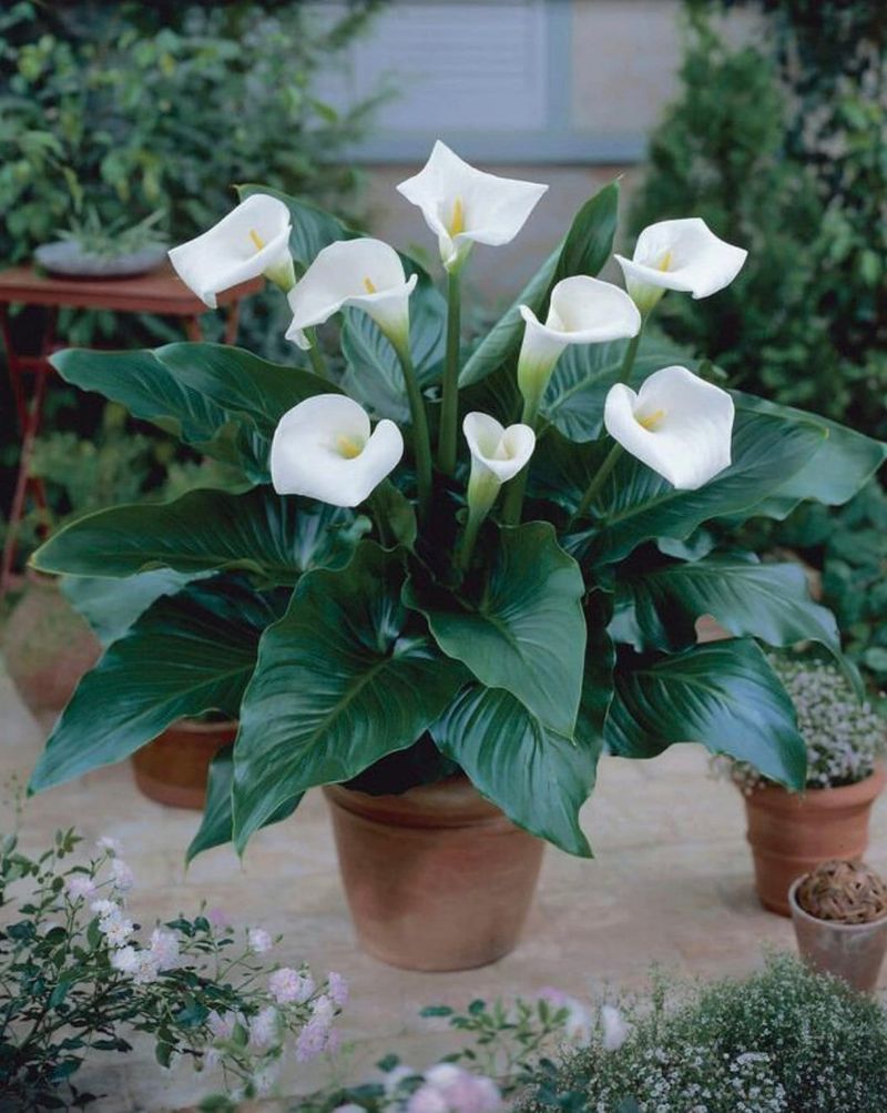 Calla Lily